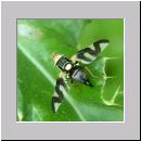 Urophora cardui - Distelbohrfliege 01.jpg